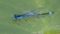 Coenagrion pulchellum male-odo-nutters-3